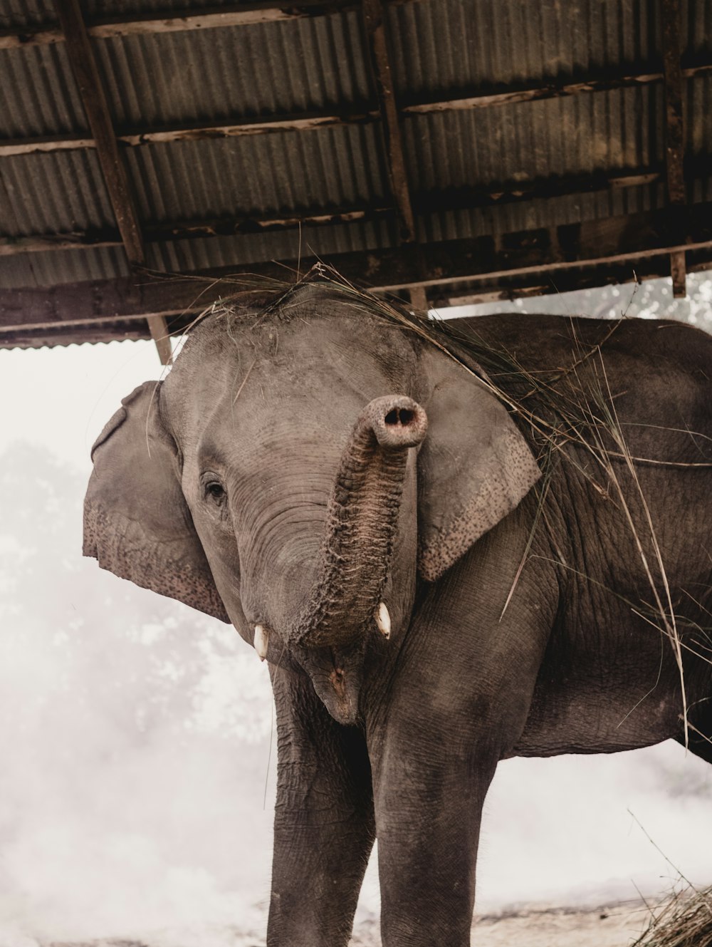 an elephant standing under a roof eating hay