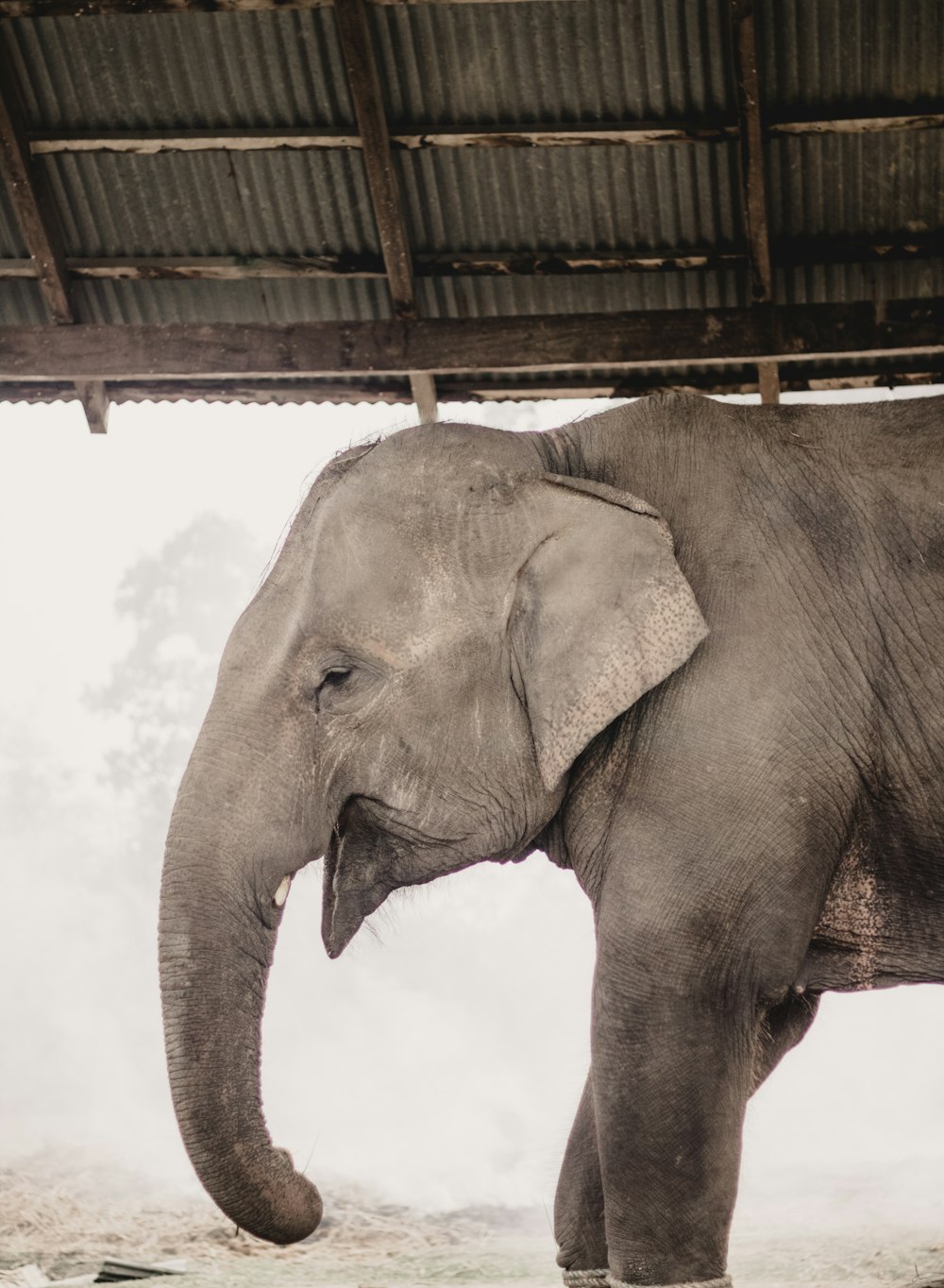 a large elephant standing under a wooden structure