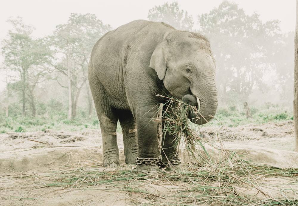 Ein Elefant frisst Gras auf einem Feld