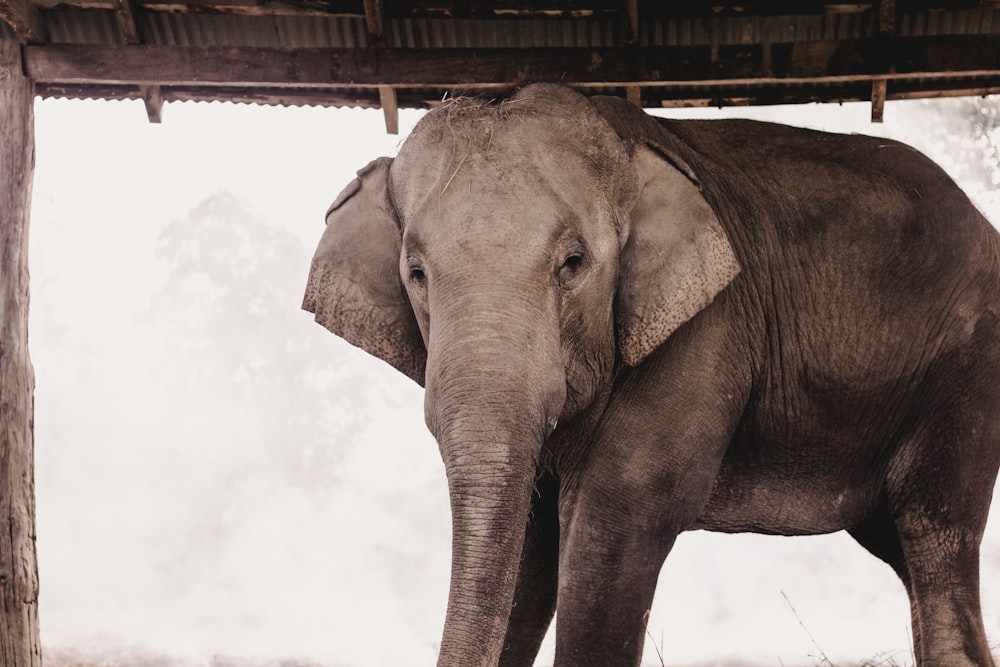 a large elephant standing under a wooden structure