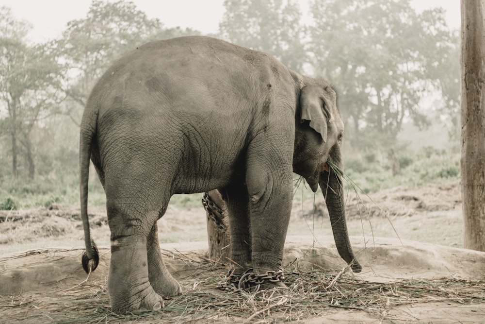 an elephant standing in the dirt eating grass