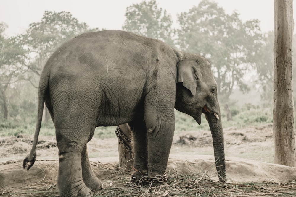 an elephant standing in the middle of a forest