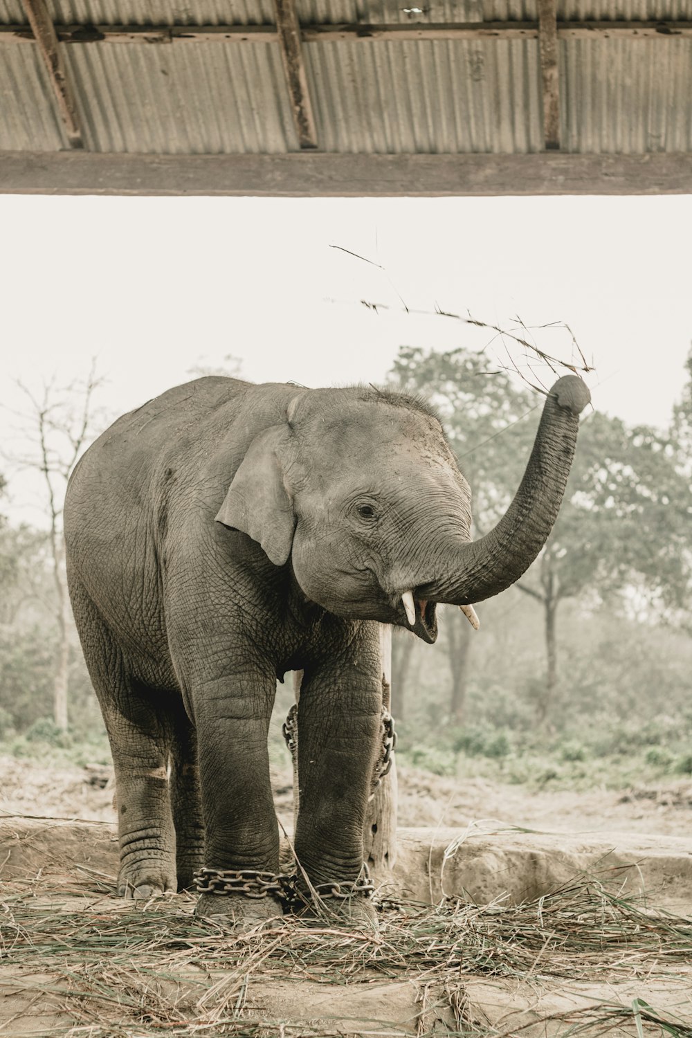 a large elephant standing under a wooden structure