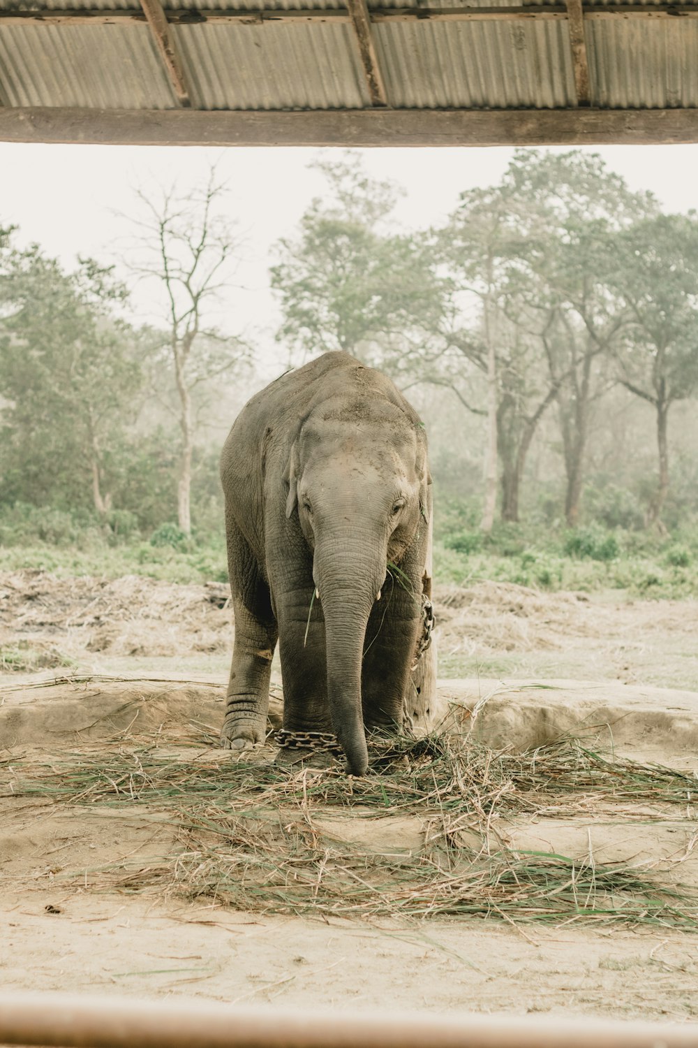 an elephant standing under a wooden structure eating grass