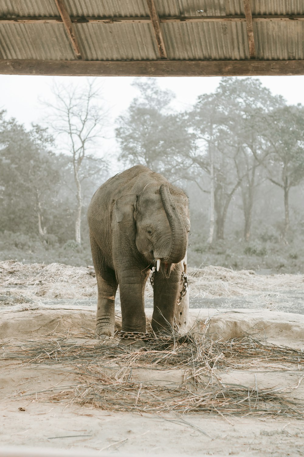 Un elefante in piedi nella sporcizia sotto un tetto