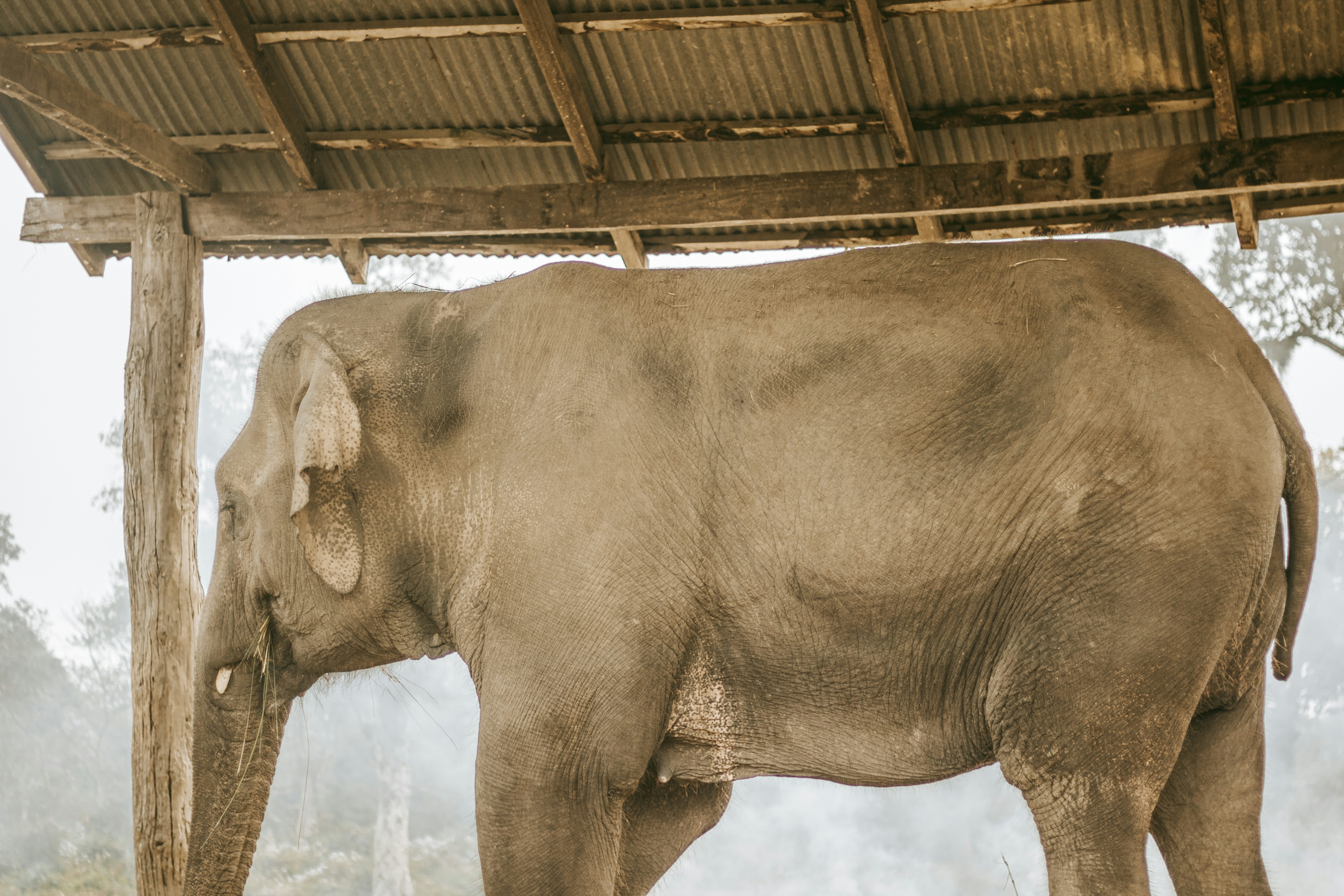 Chitwan Wildlife