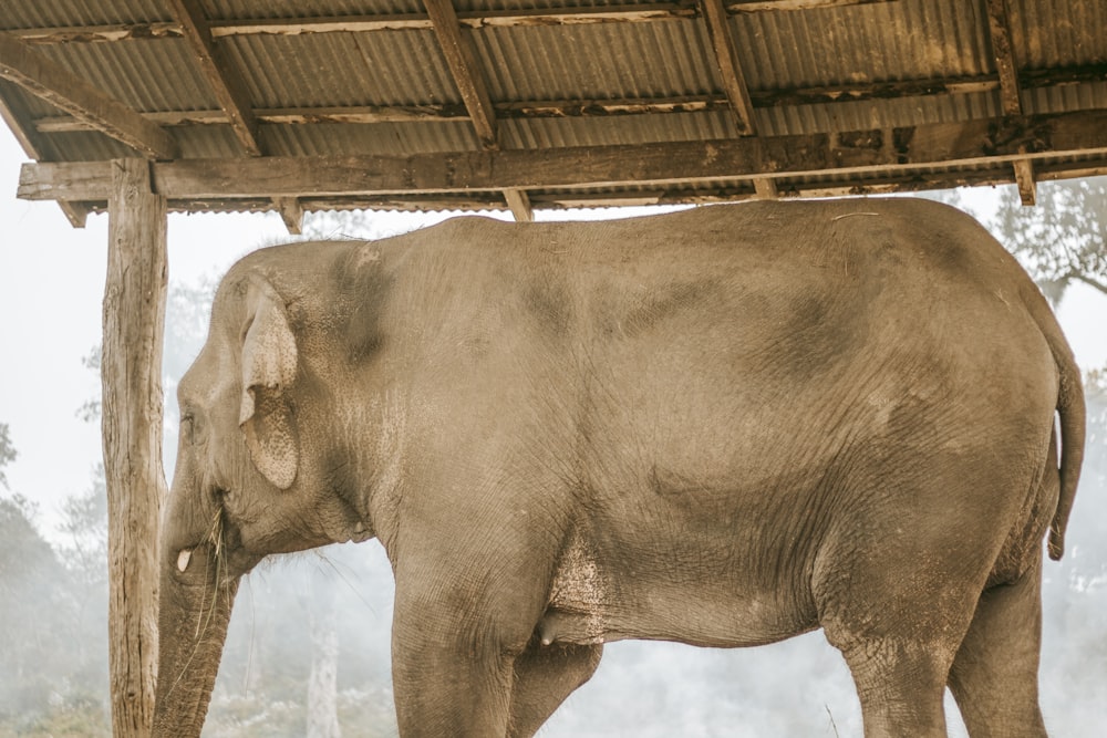 a large elephant standing under a wooden structure