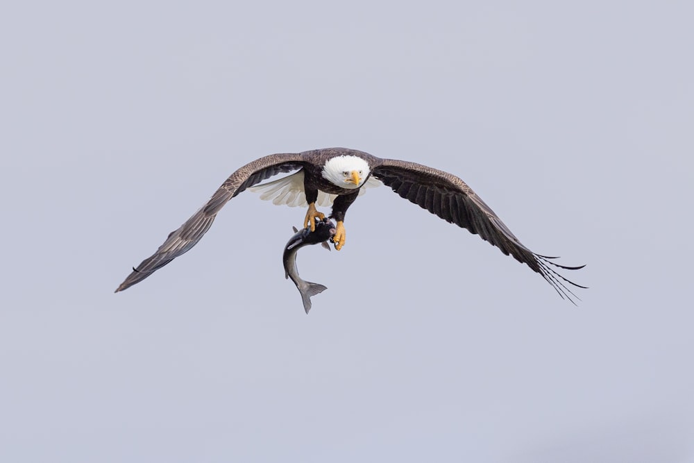 a bald eagle with a fish in its talon
