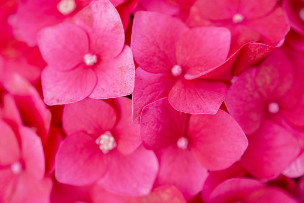 a close up of a bunch of pink flowers