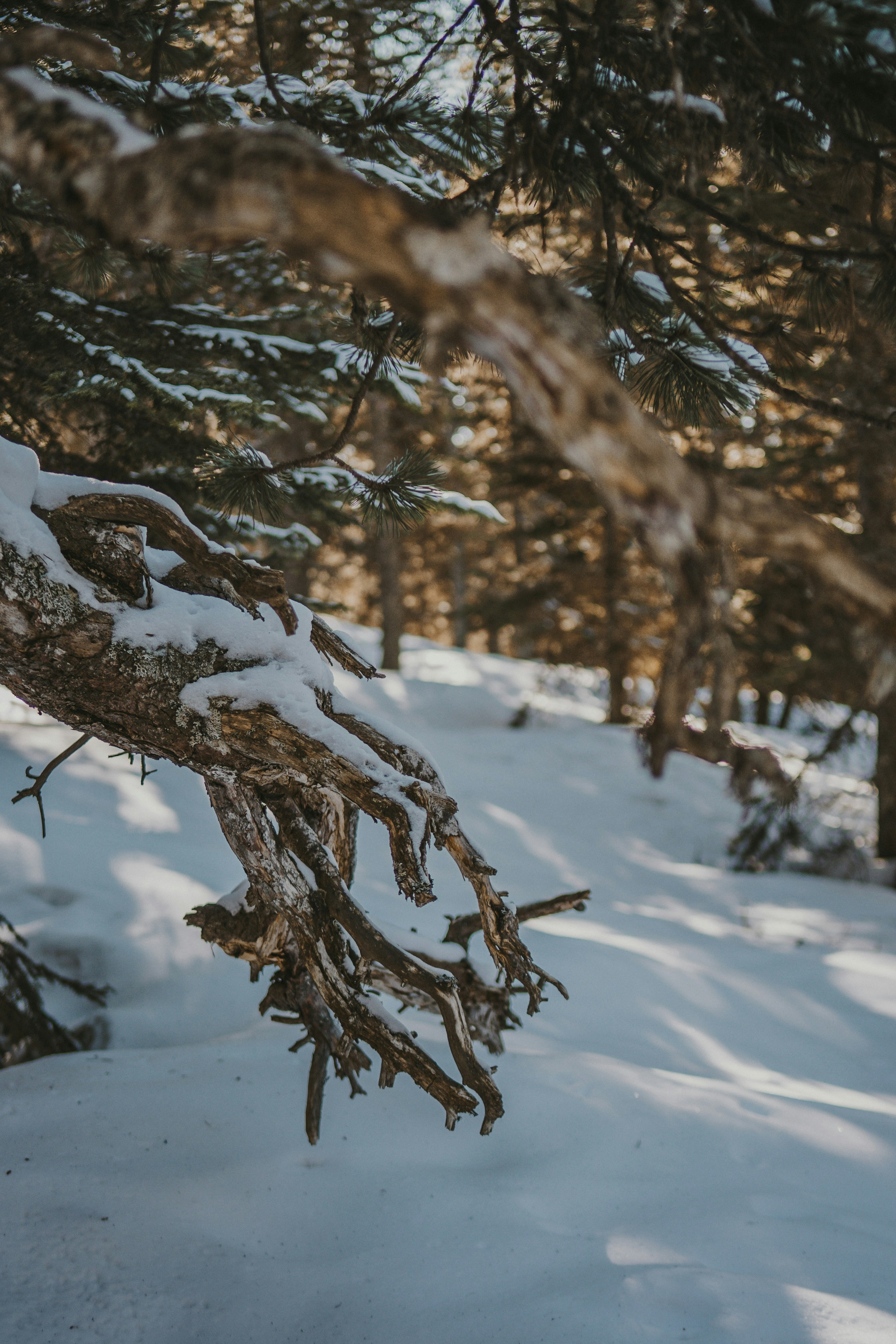 A snow covered tree branch in the middle of a forest photo – Free ...