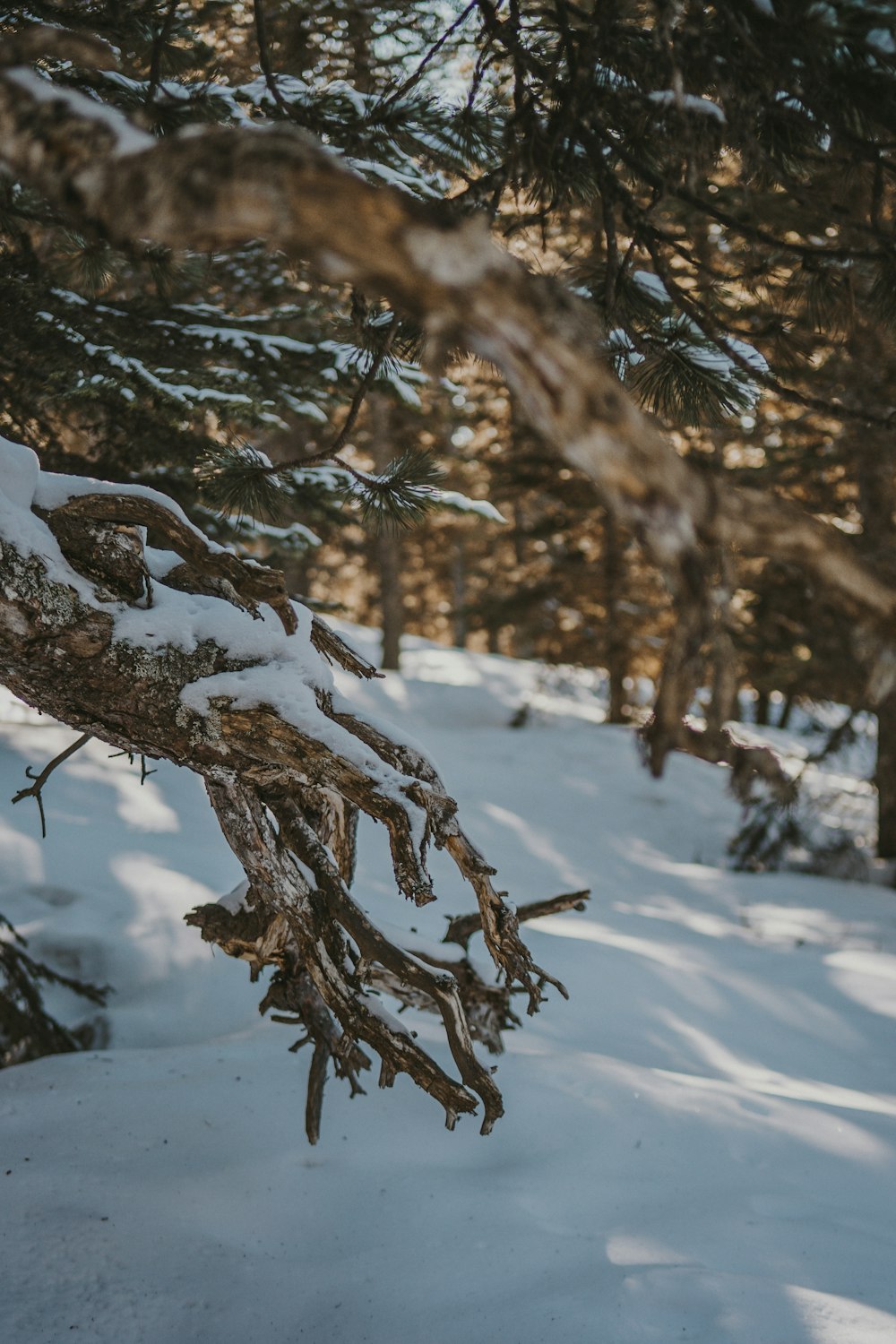 a snow covered tree branch in the middle of a forest