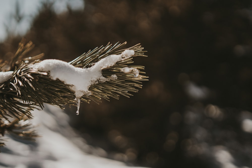 Un primer plano de un pino con nieve