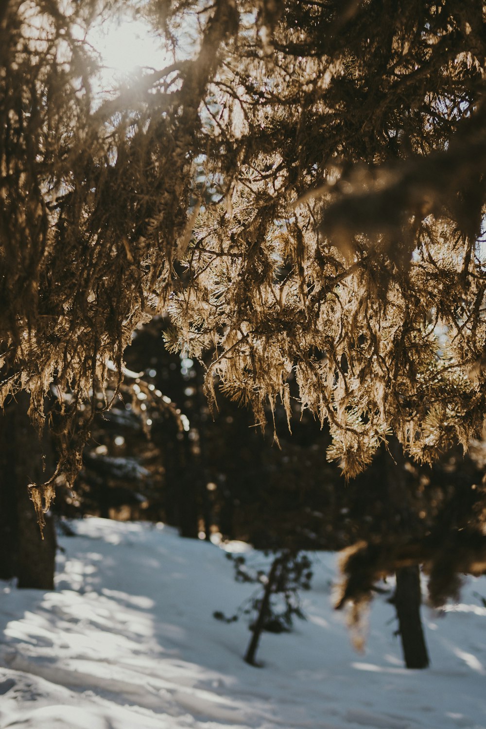 the sun shines through the branches of a pine tree