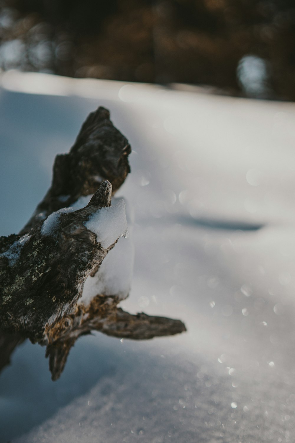 a branch of a tree covered in snow