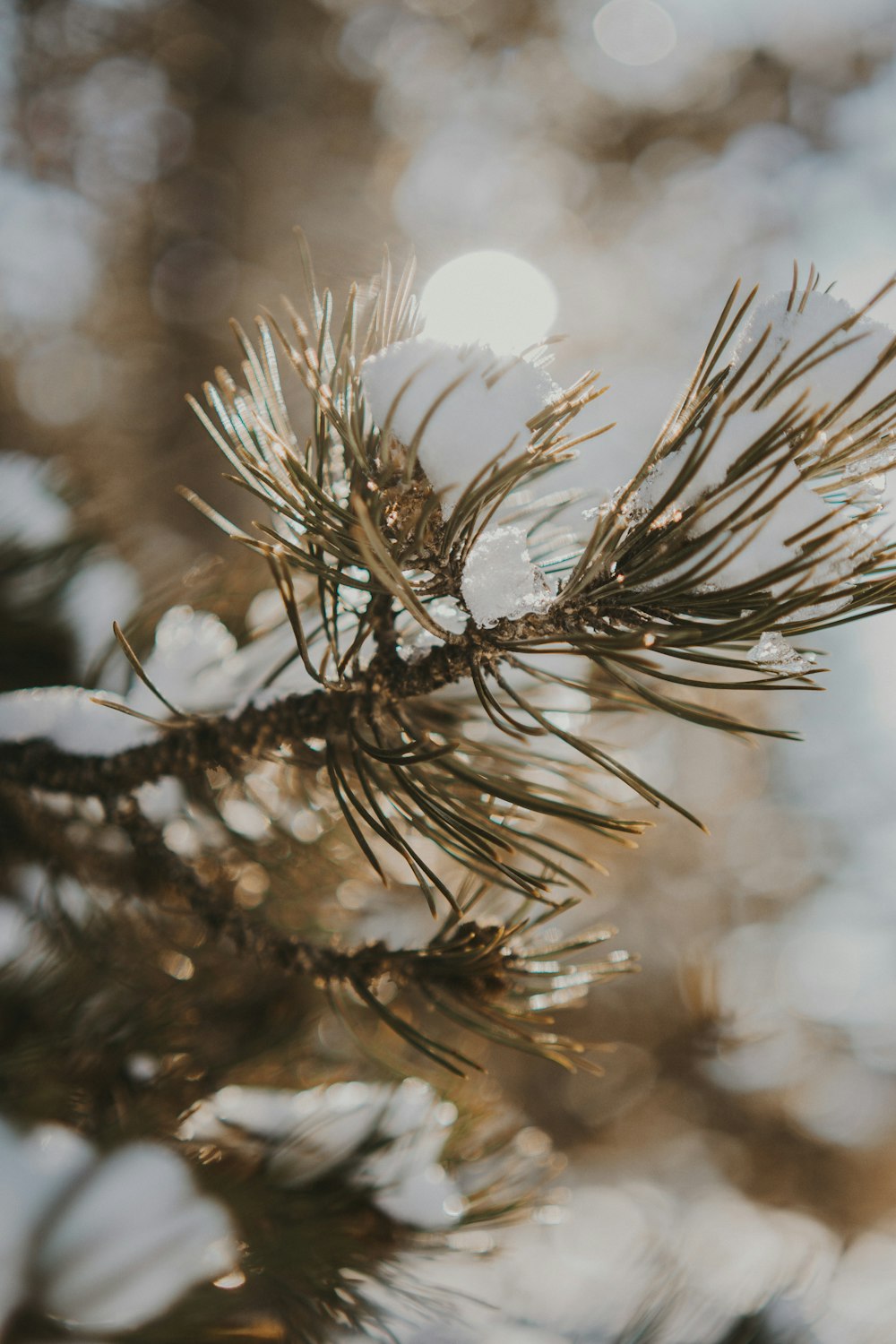 a pine tree branch with snow on it