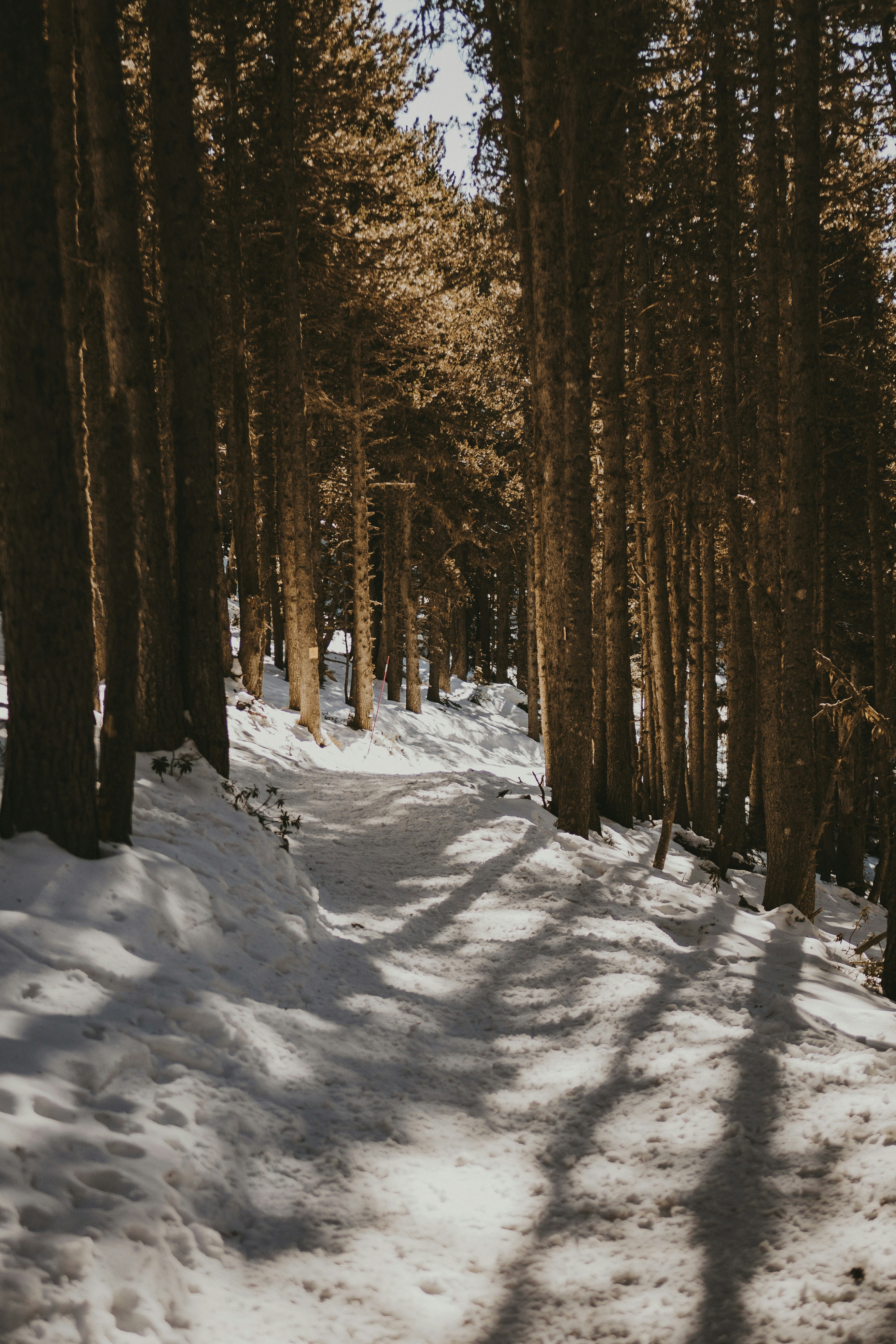 A snow covered path in the middle of a forest photo – Free Wallpaper ...