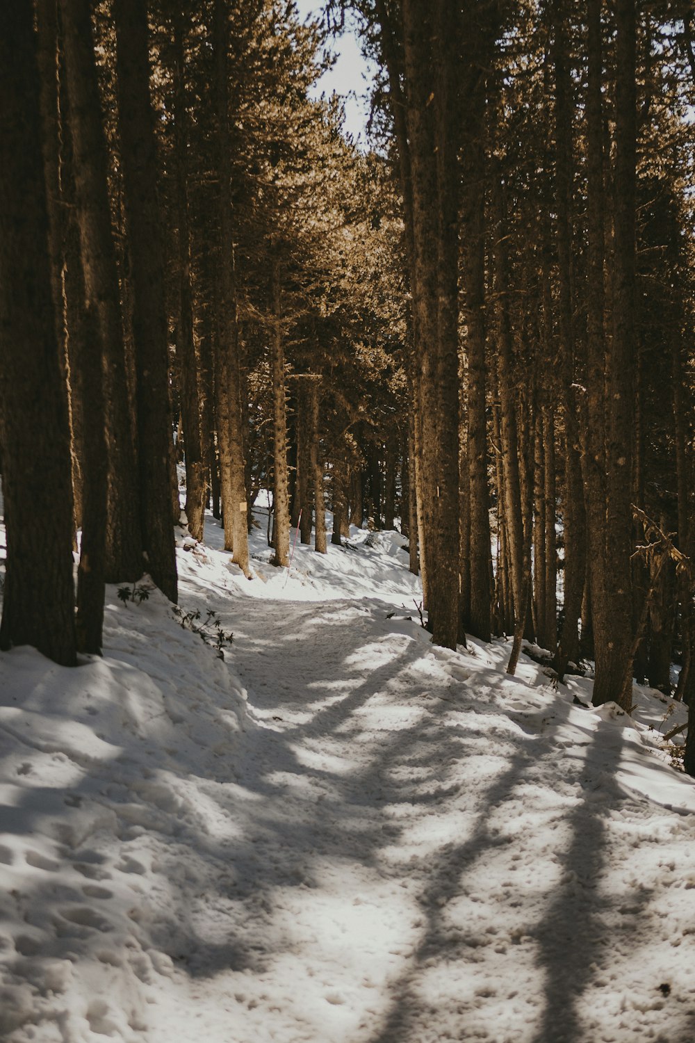 Un sendero cubierto de nieve en medio de un bosque