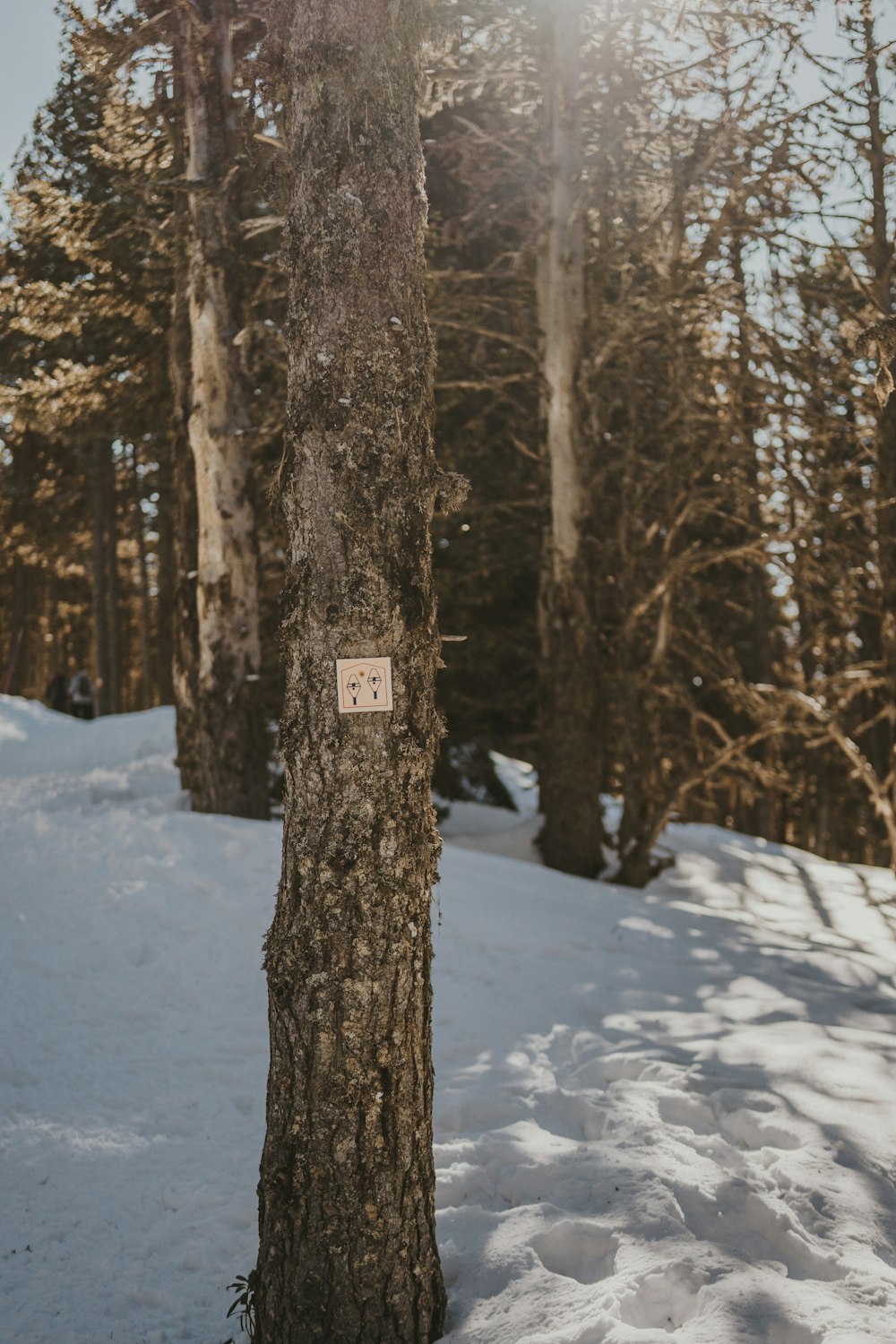 a sign on a tree in the snow
