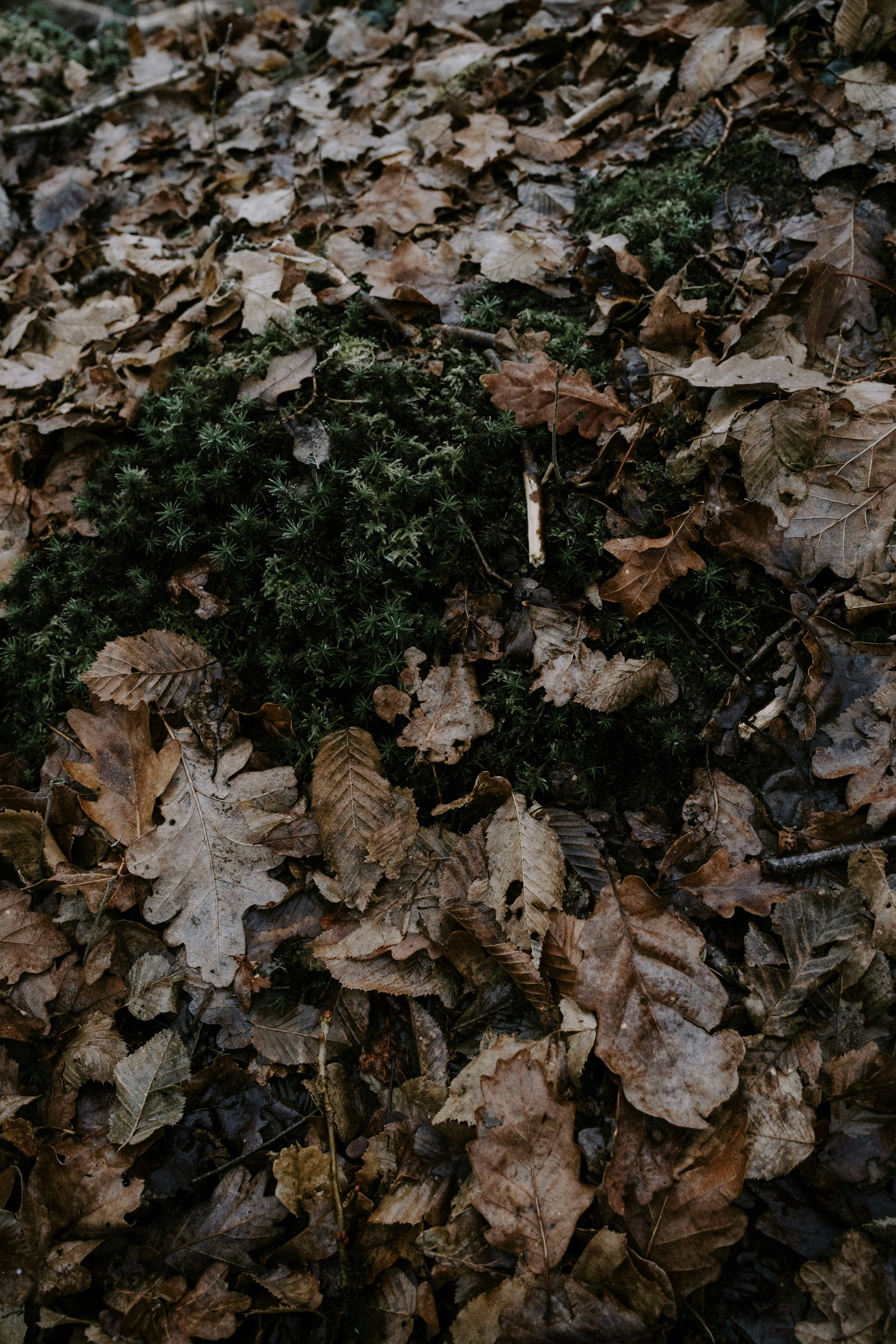 Photo by matreding