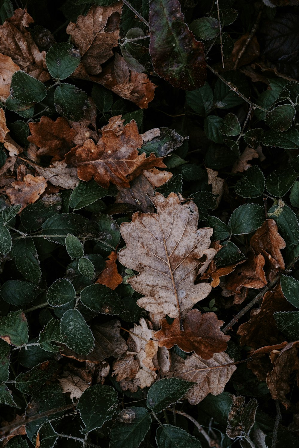 a bunch of leaves that are on the ground