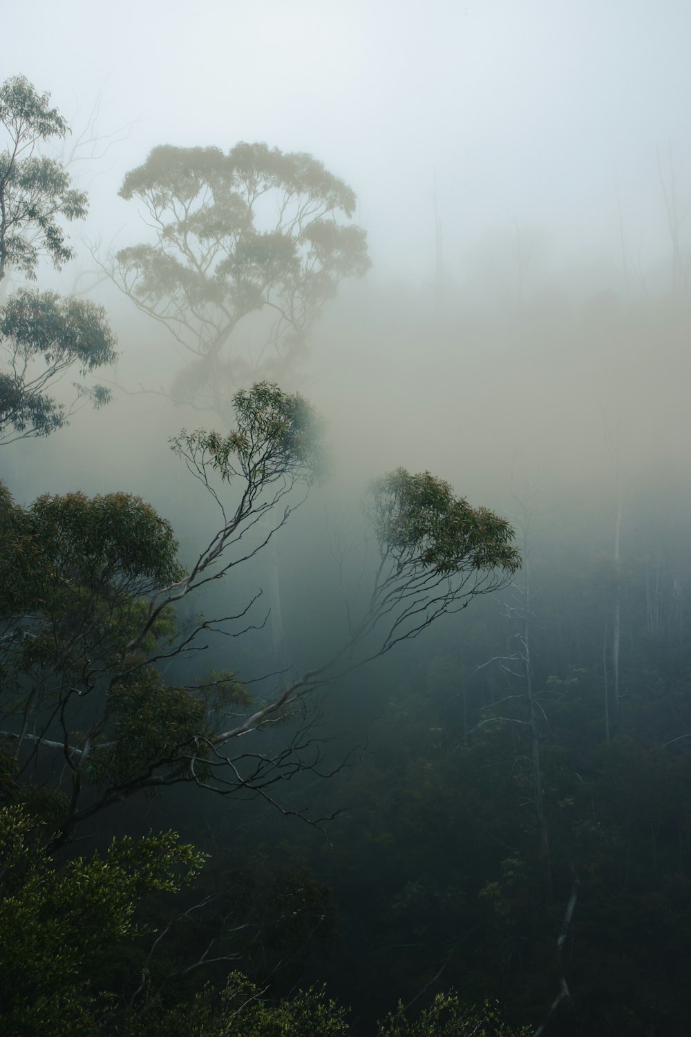 a foggy forest filled with lots of trees