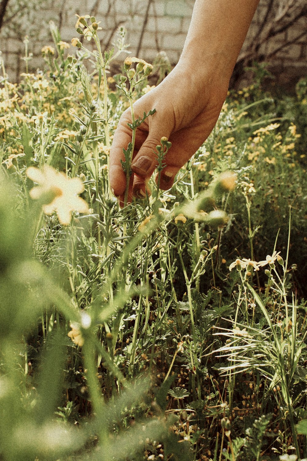 a hand reaching for a flower in a field