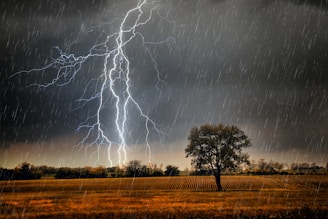 a tree in a field with a lot of lightning