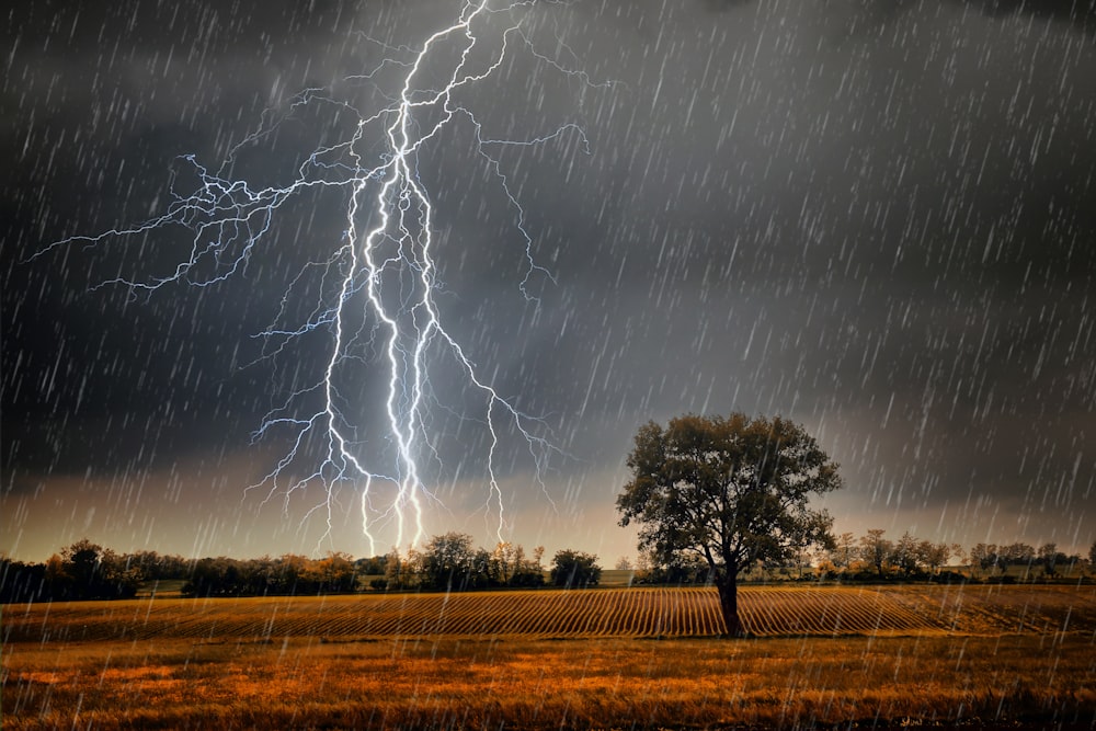 a tree in a field with a lot of lightning