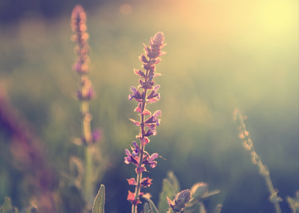 a close up of a purple flower in a field