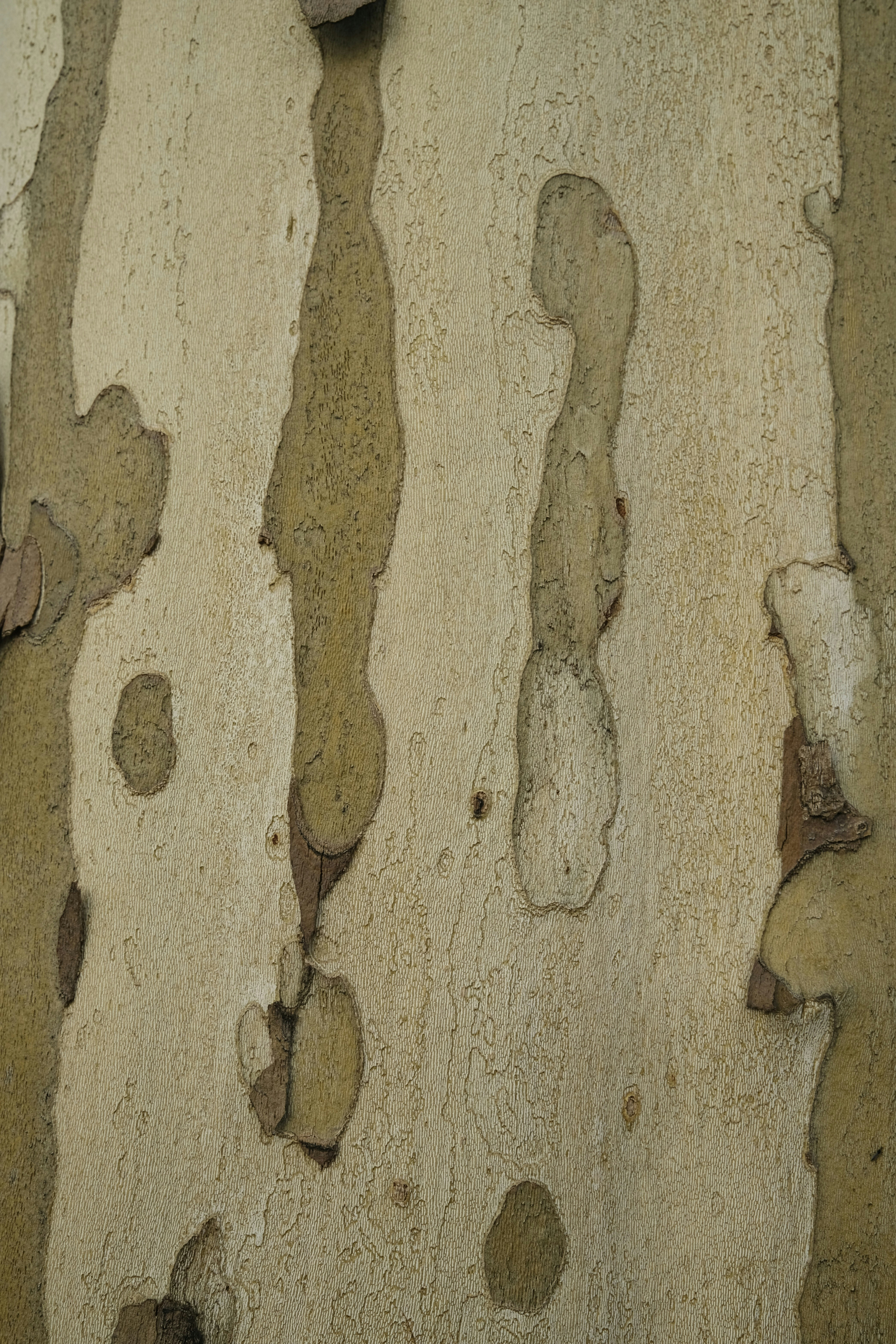 wormwood wallpaper, wallpaper, 6 Cara Mengeluarkan Cacing Kremi Secara Alami 2