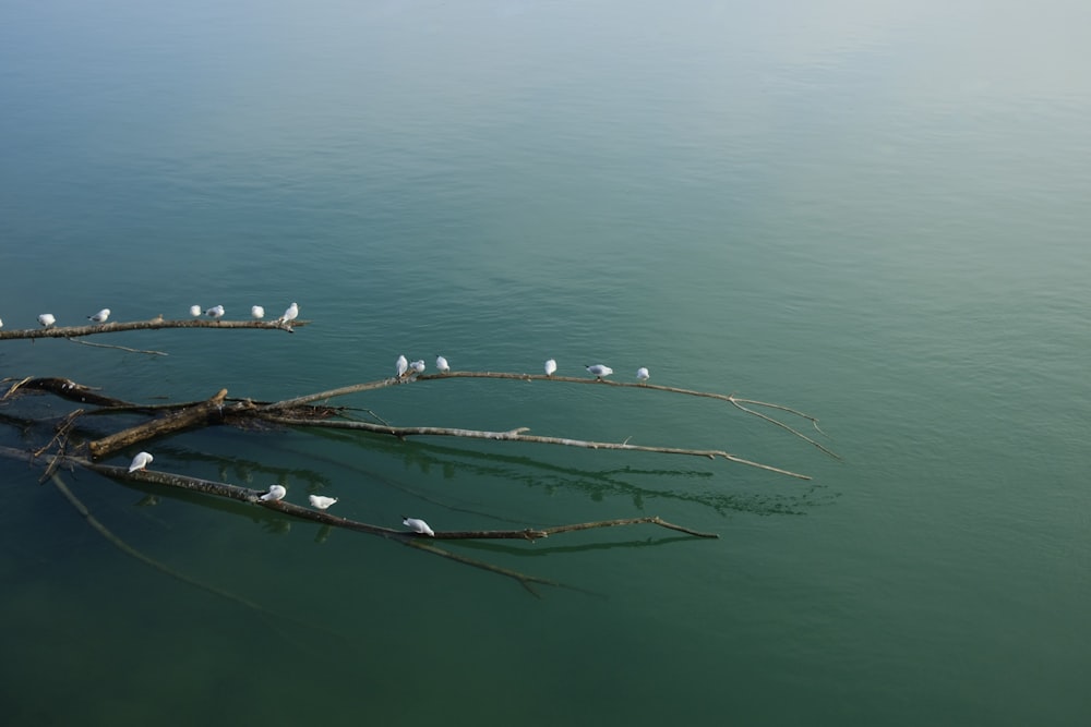 a bunch of birds that are sitting on a branch in the water