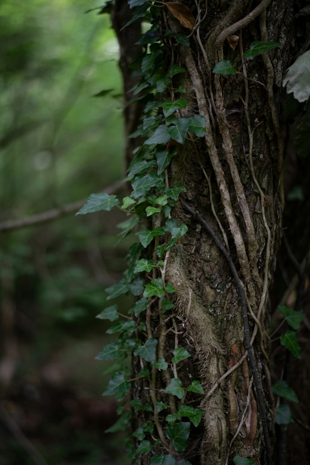 a tree with vines growing on it in the woods