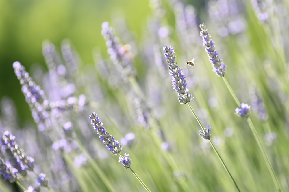 a bunch of lavender flowers in a field