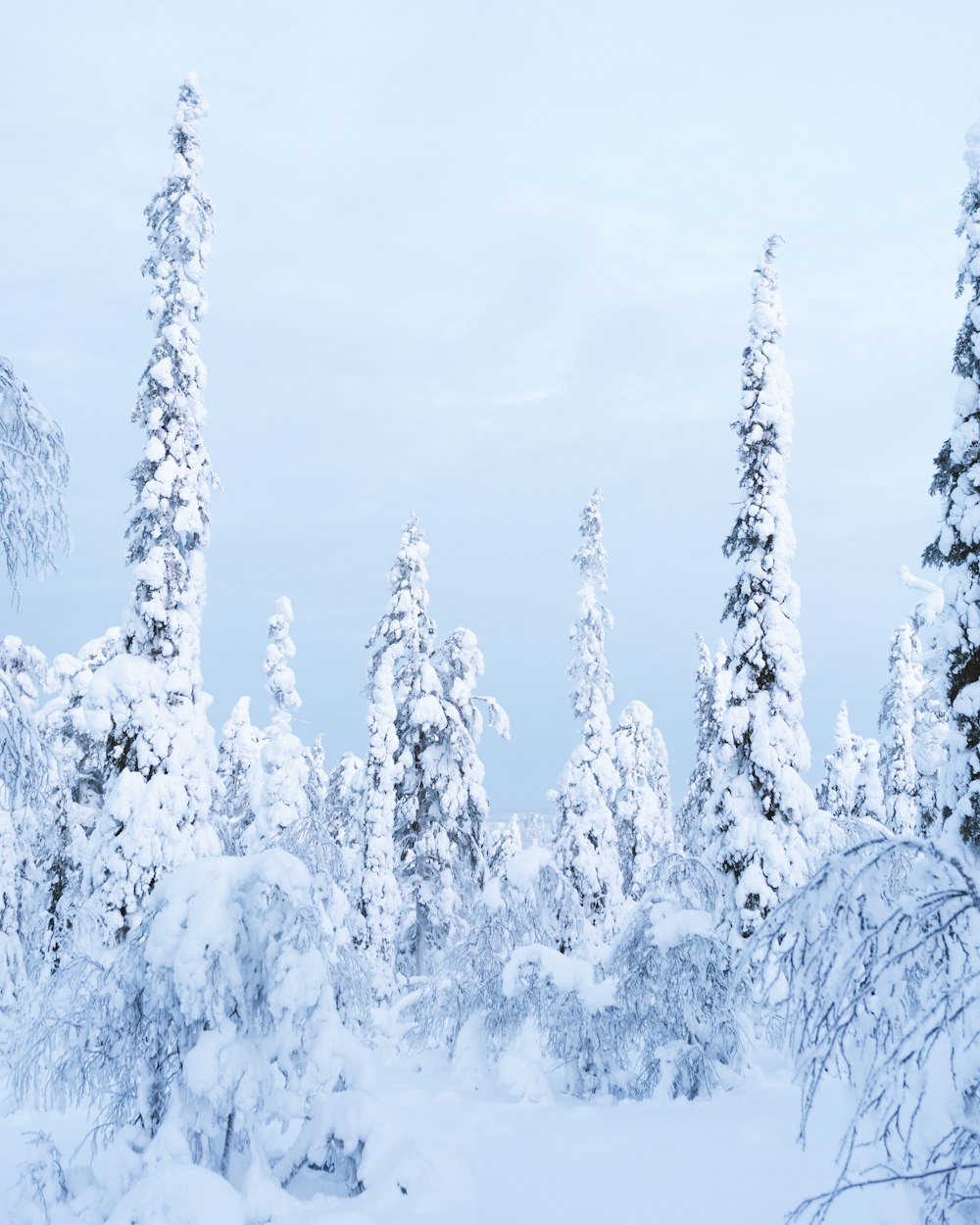 a snow covered forest filled with lots of trees