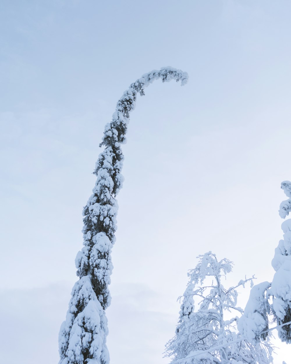a tall tree covered in snow next to a sky