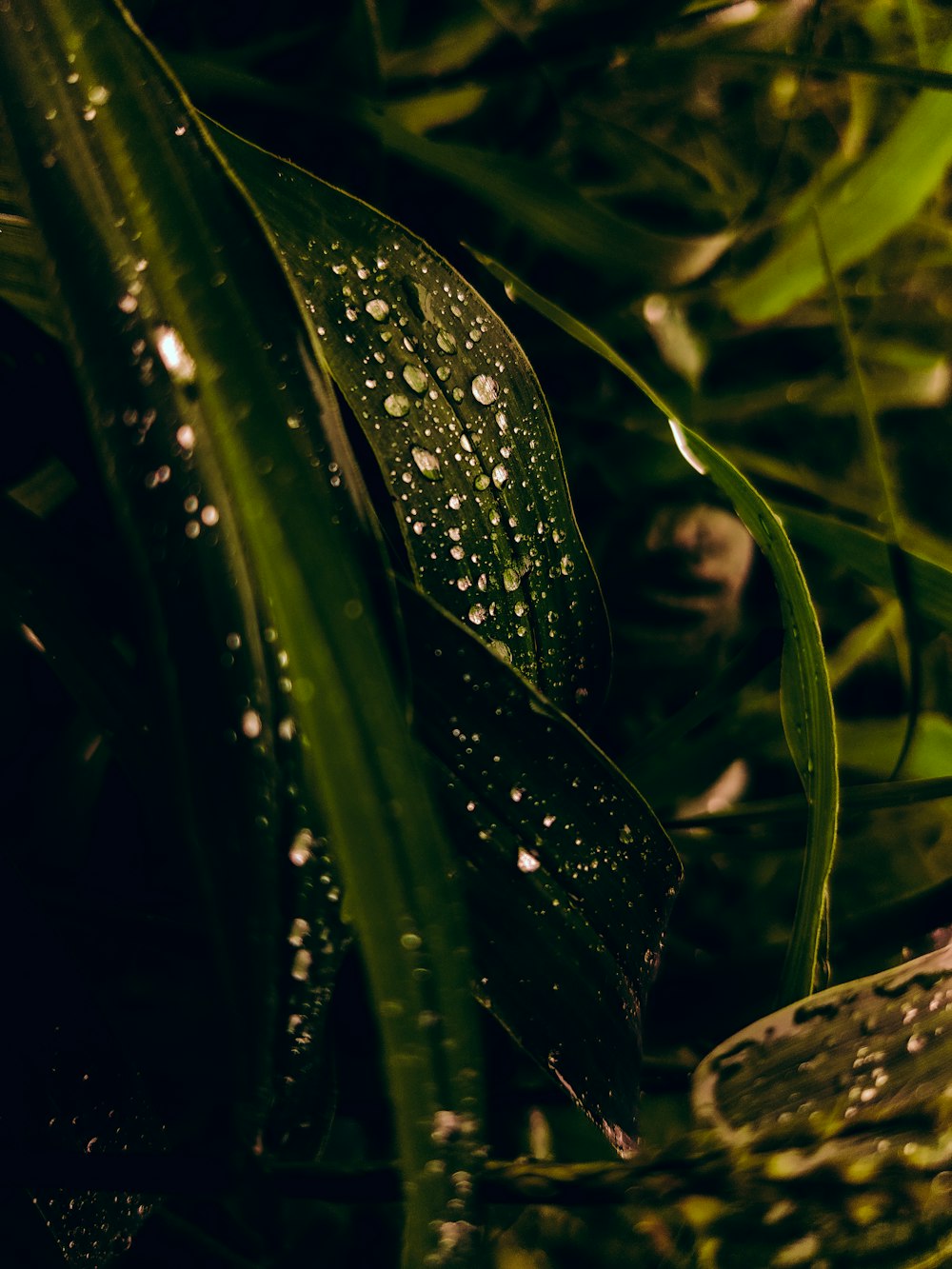 un primo piano di una foglia con goccioline d'acqua su di essa