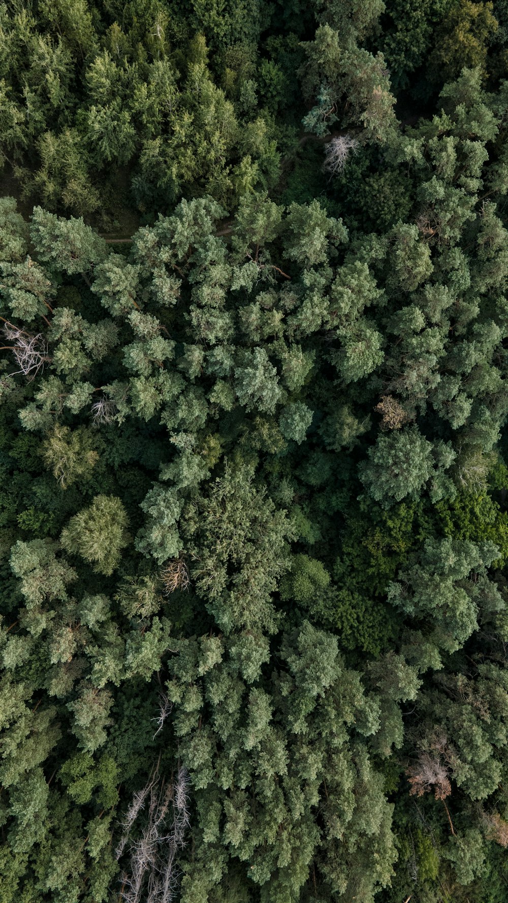 an aerial view of a forest with lots of trees