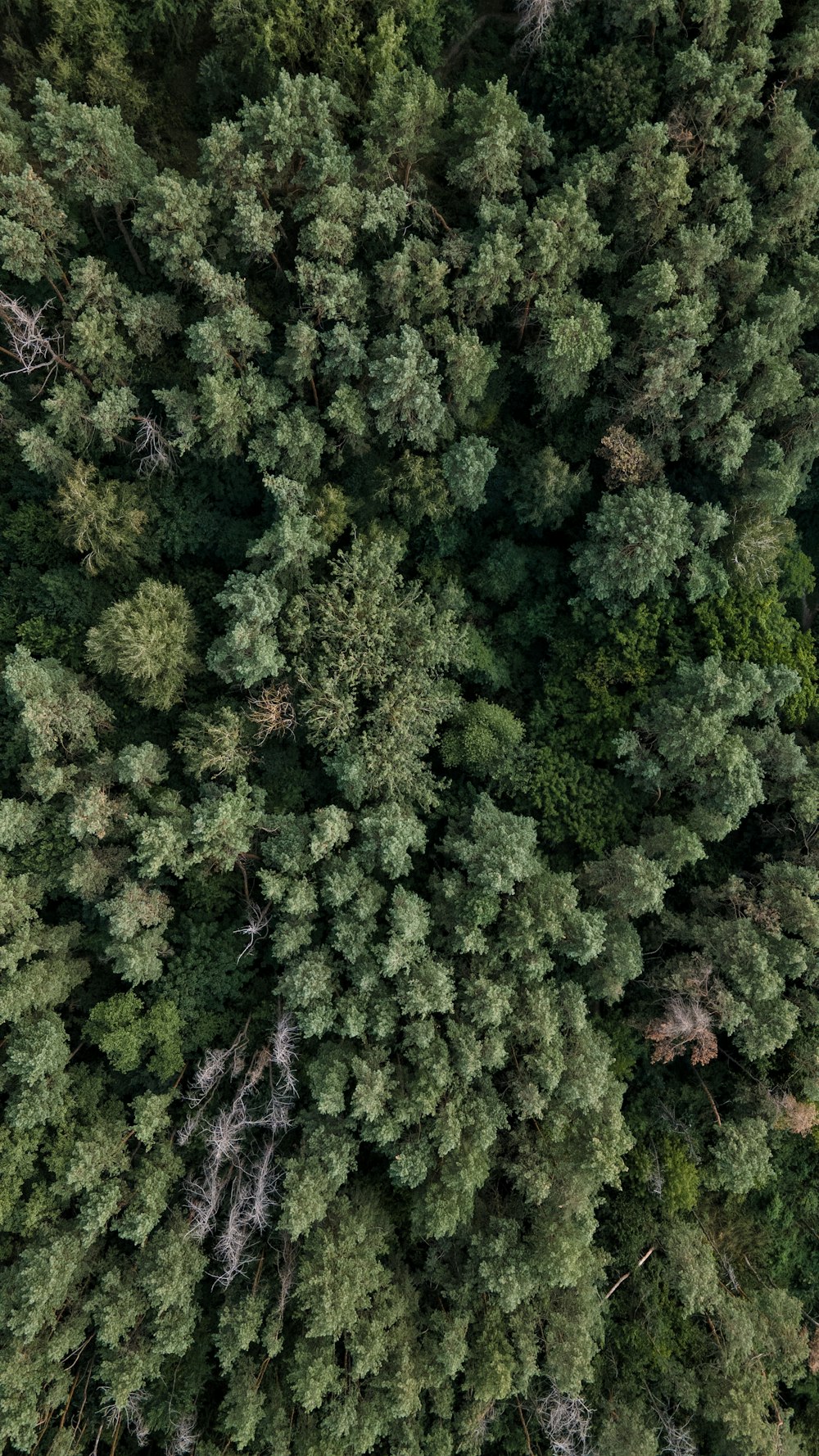 an aerial view of a forest with lots of trees