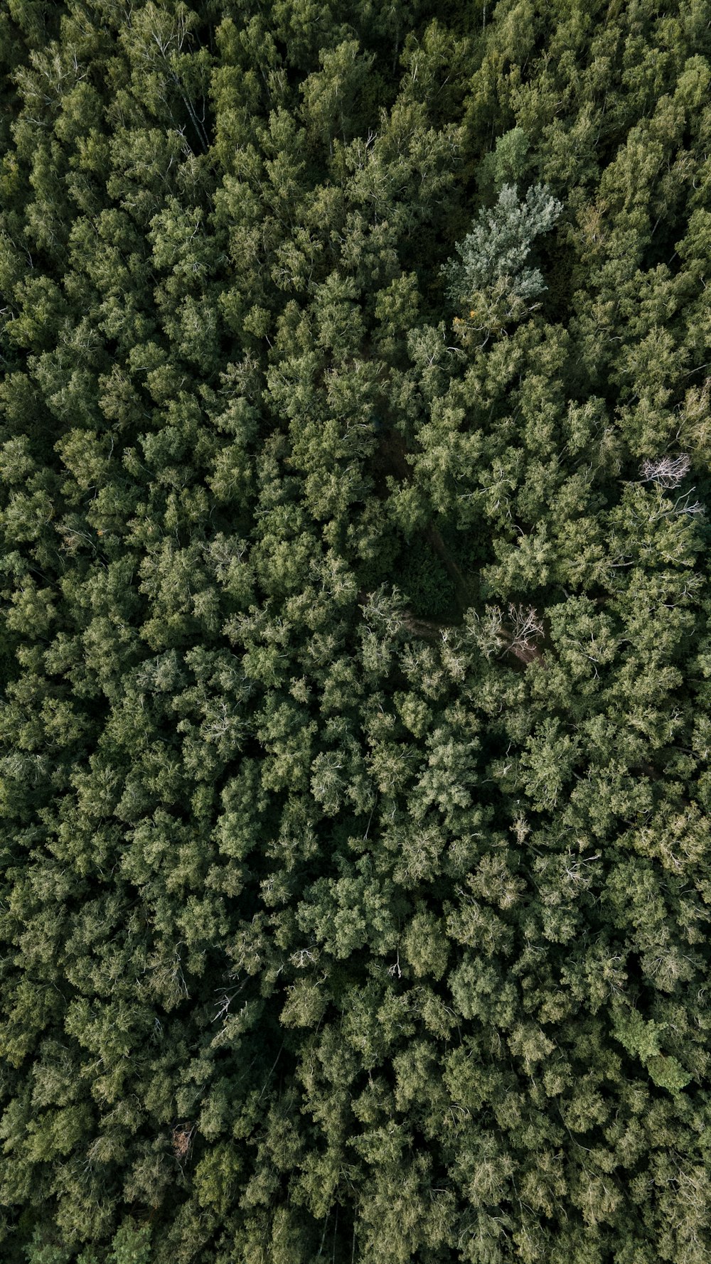 a large group of trees in the middle of a forest