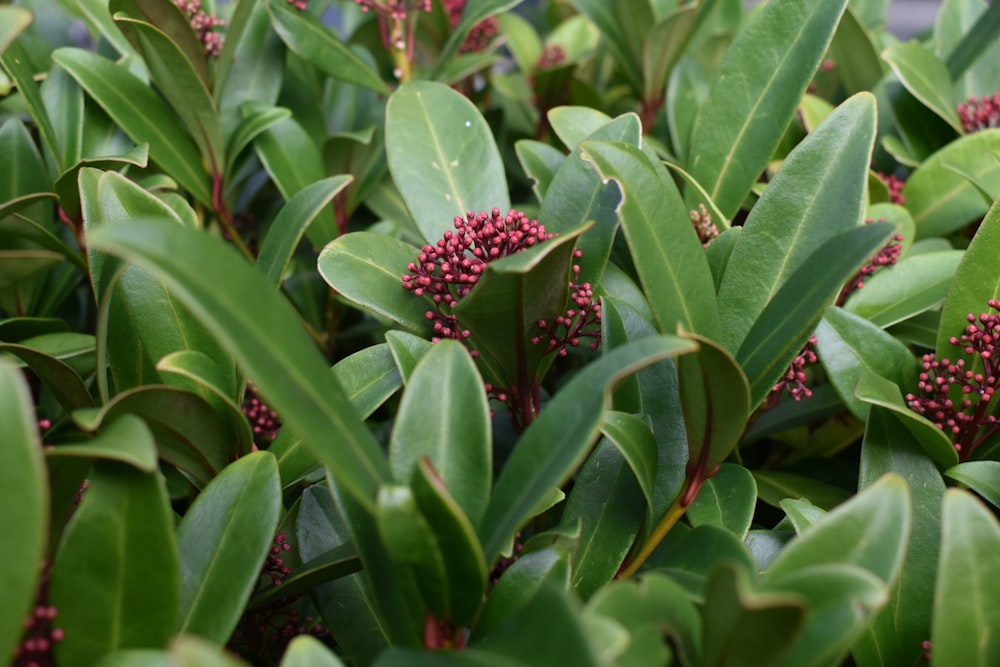 a close up of a bunch of leaves and flowers