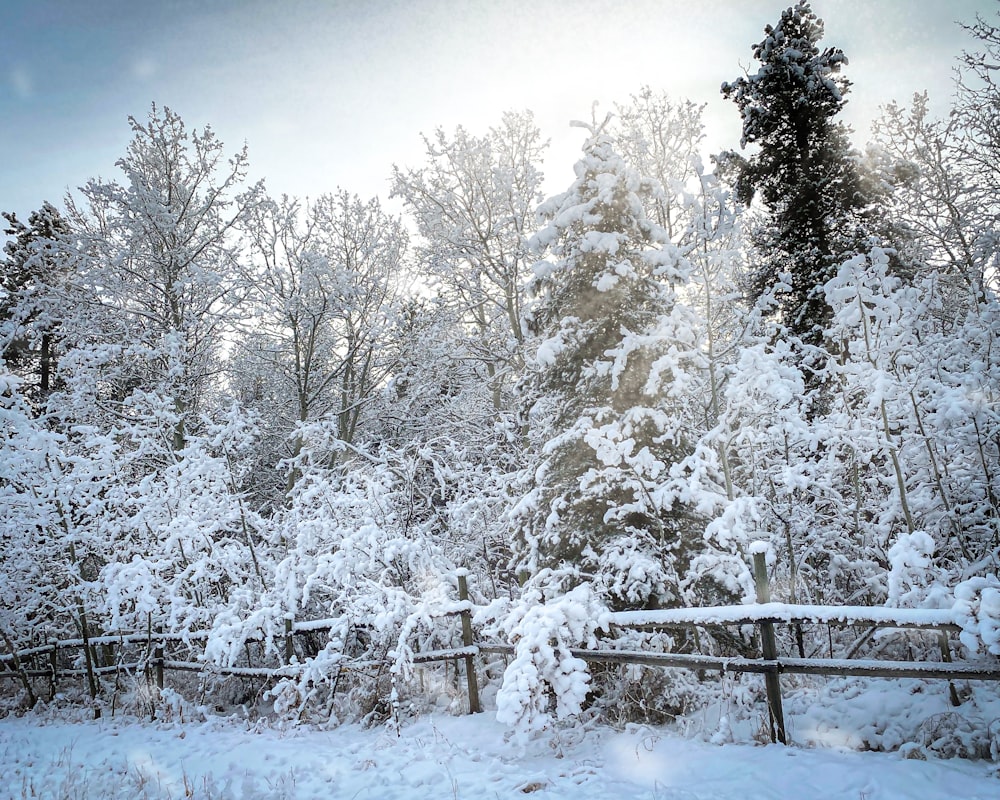 a snow covered forest with a fence in the foreground