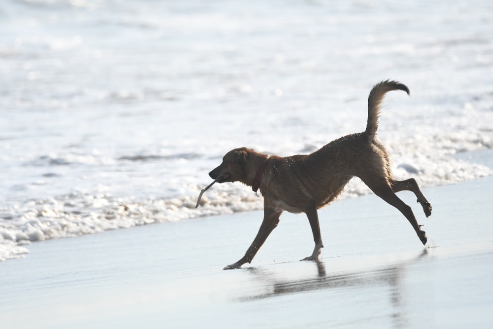 a dog running on the beach with a stick in its mouth