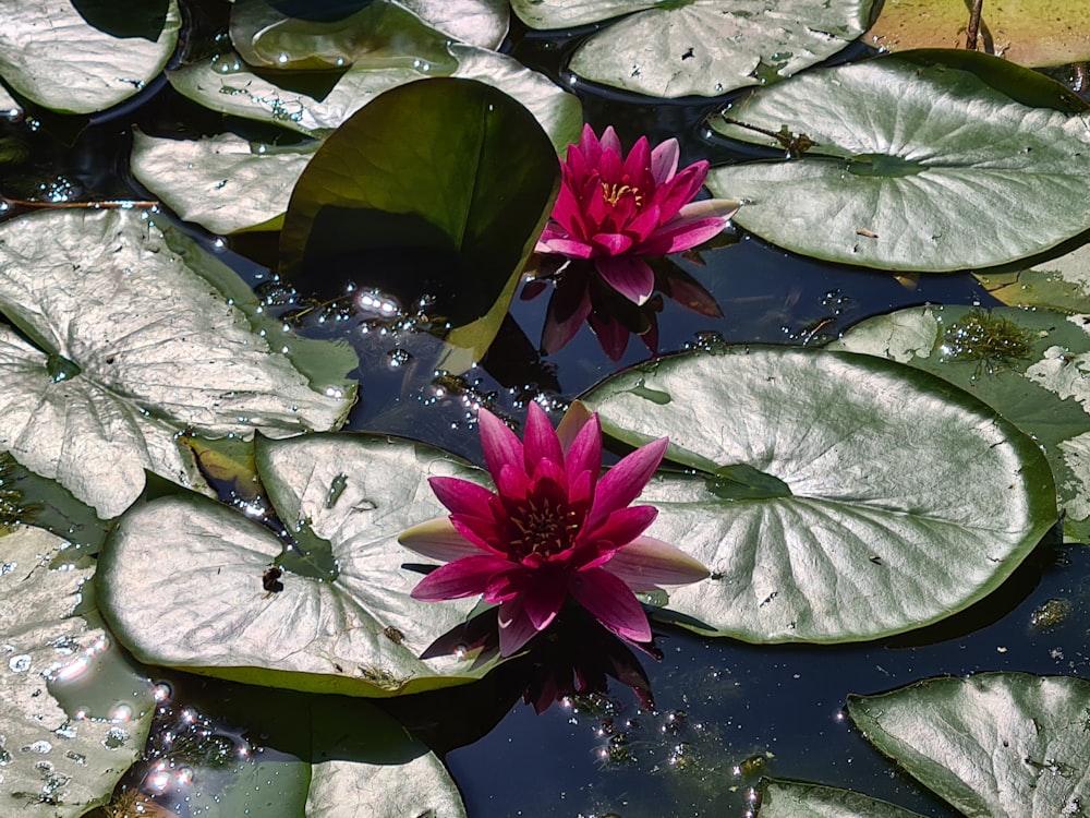 a couple of pink flowers floating on top of a pond