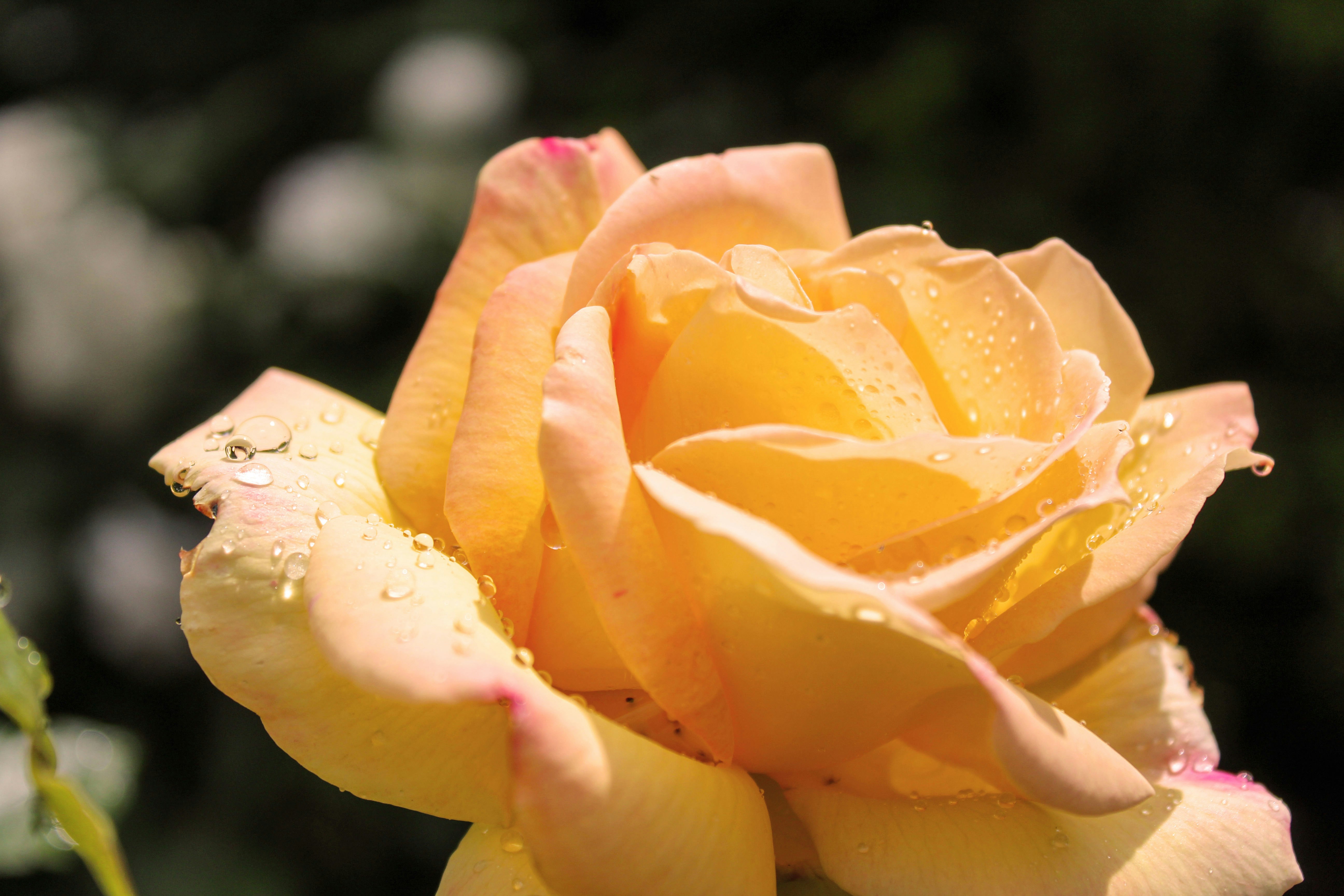 A yellow rose with water droplets on it photo – Free Rose flower Image on  Unsplash, image size:3000x2000