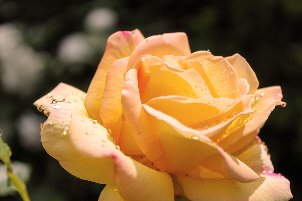 a yellow rose with drops of water on it