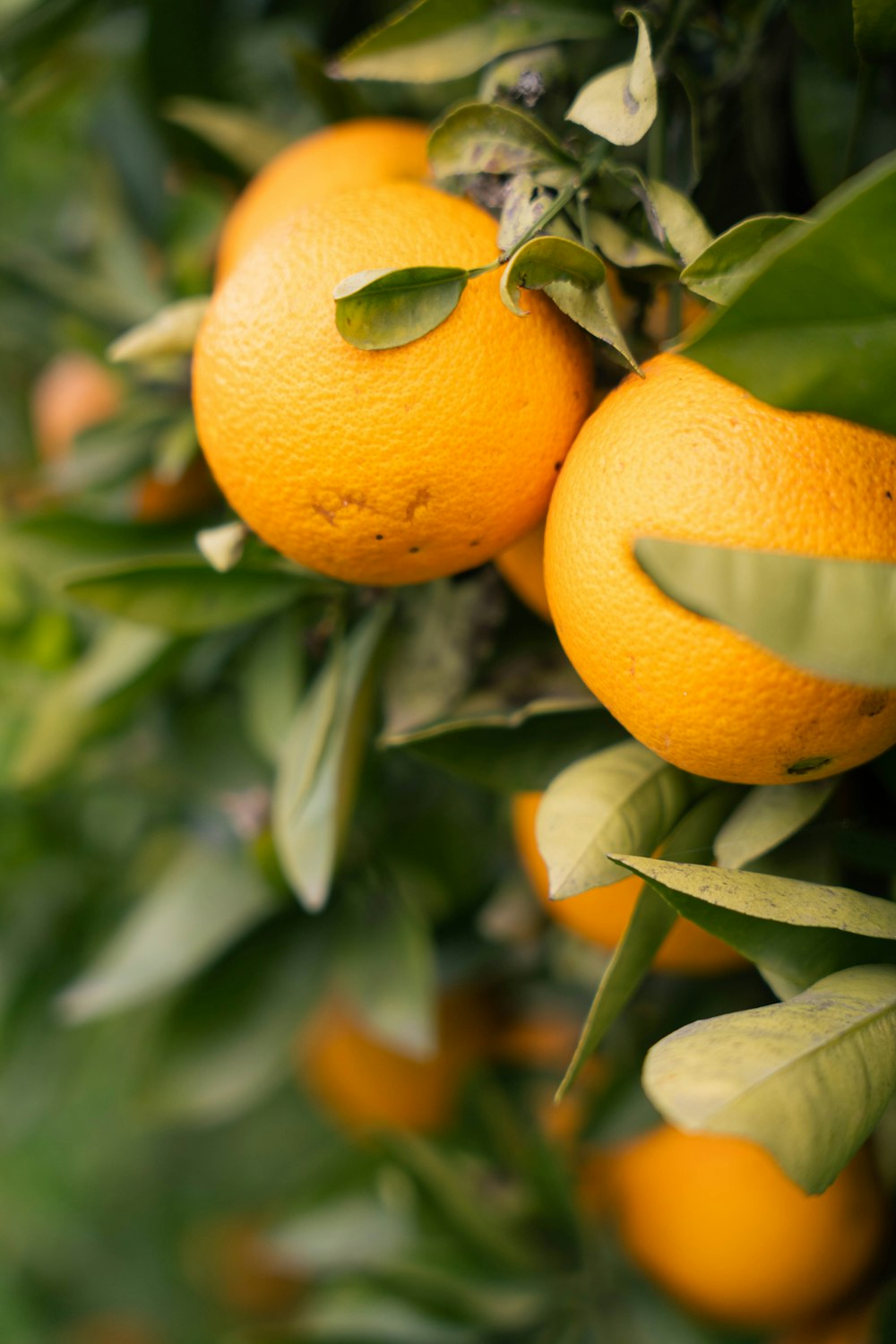 a couple of oranges that are on a tree