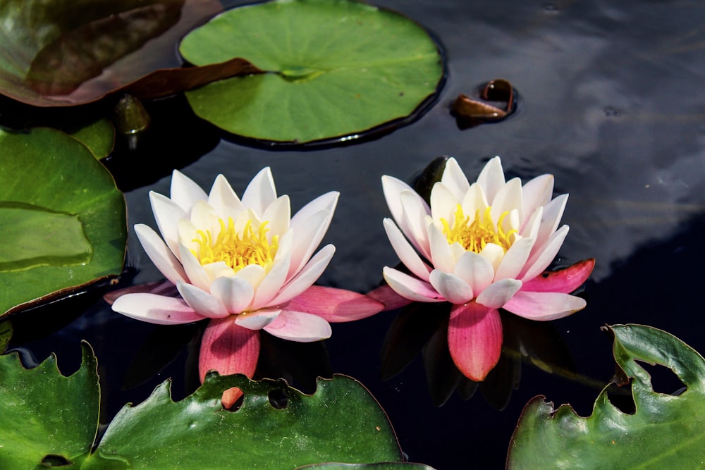 two white and pink water lilies in a pond