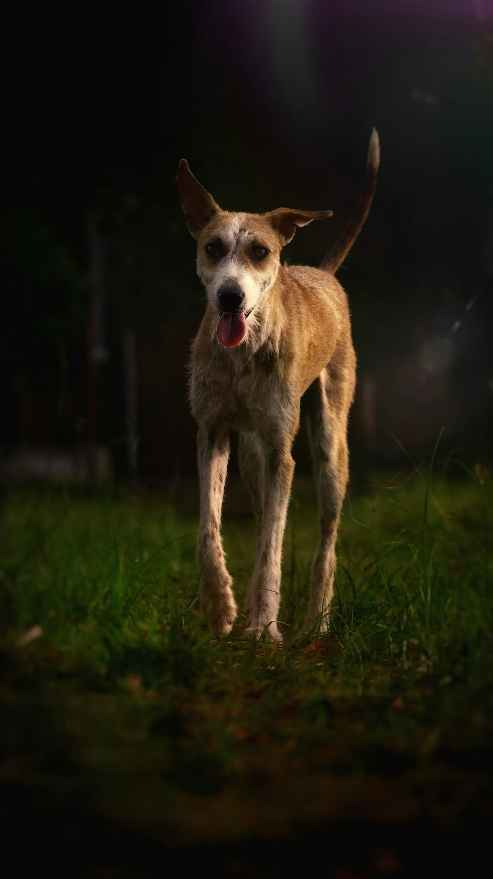 a dog standing in the grass with its tongue out