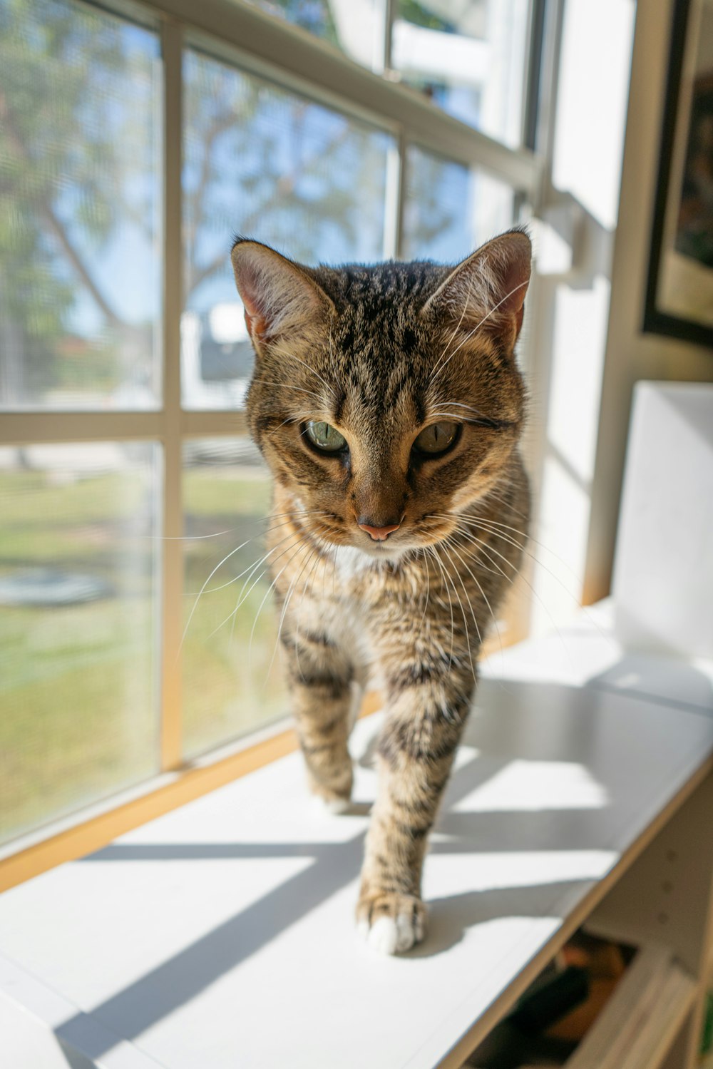 a cat is walking on a window sill