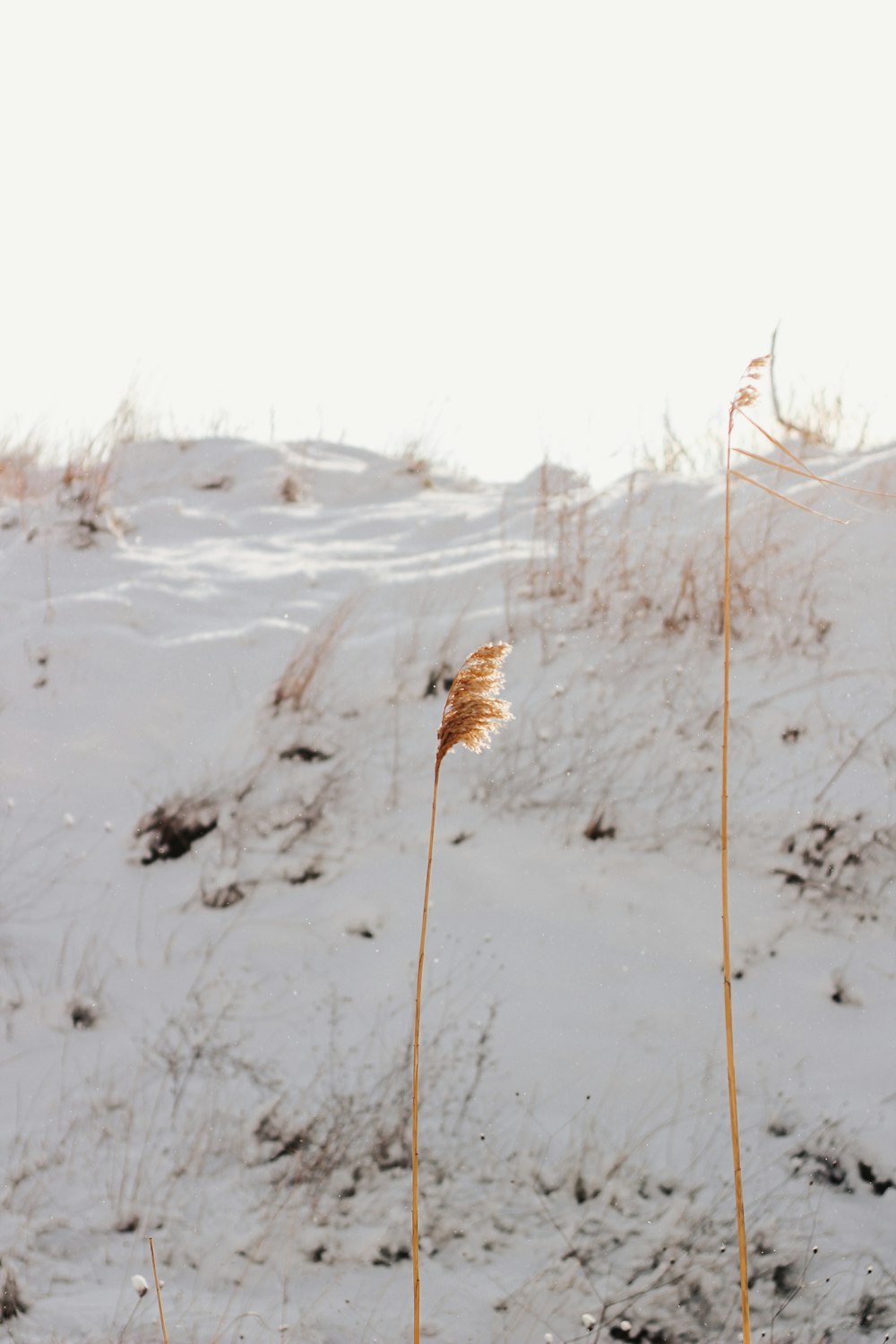 a couple of plants that are in the snow